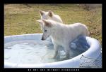 Water Babies